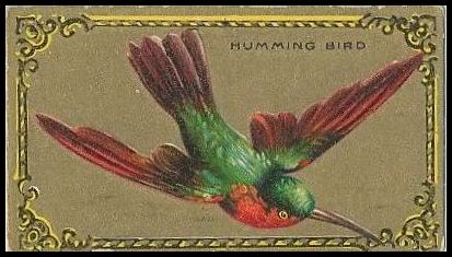 15 Humming Bird